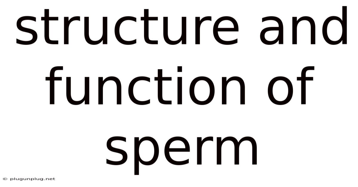 Structure And Function Of Sperm