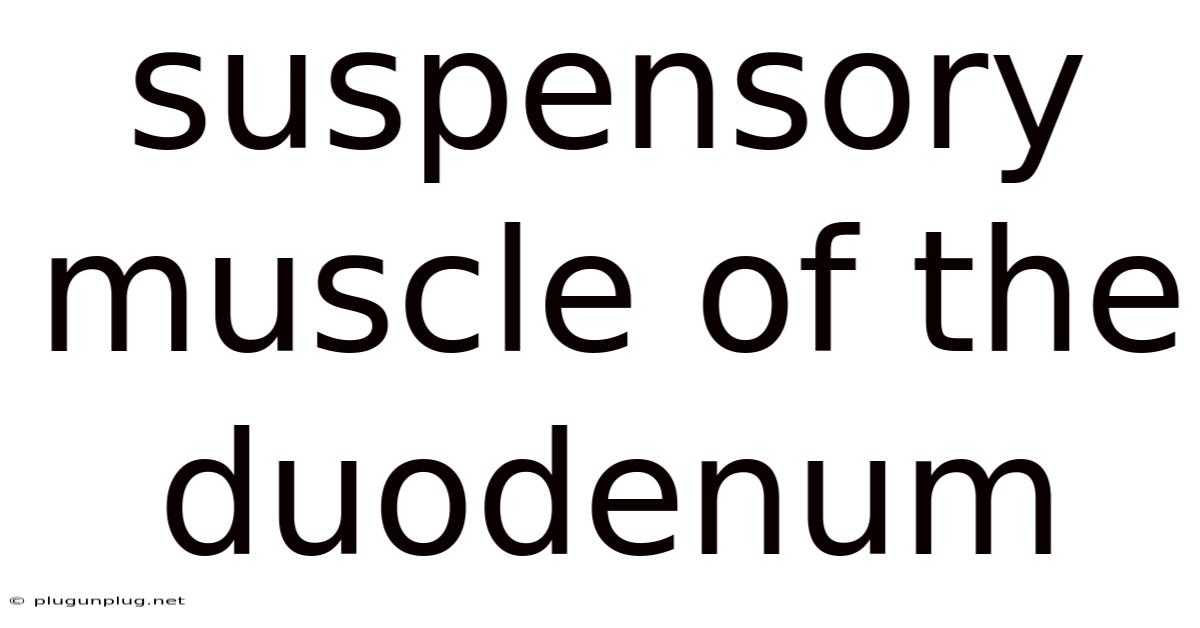 Suspensory Muscle Of The Duodenum
