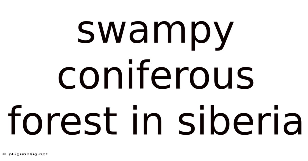 Swampy Coniferous Forest In Siberia