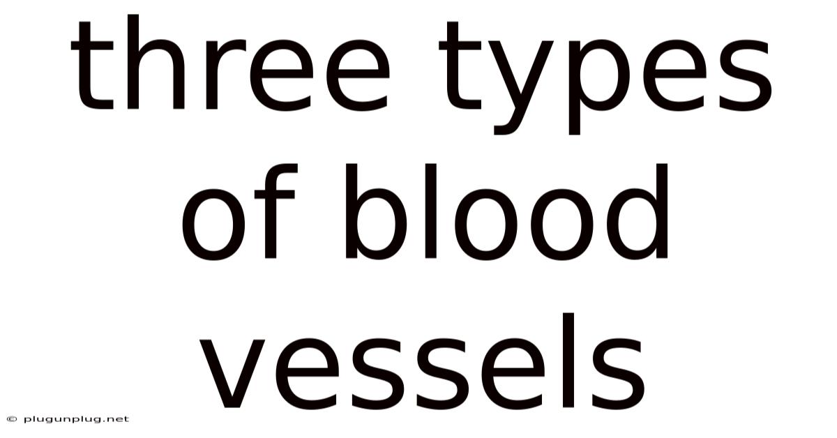 Three Types Of Blood Vessels