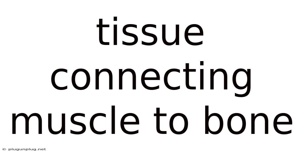 Tissue Connecting Muscle To Bone