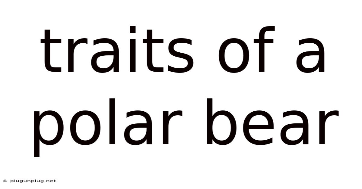 Traits Of A Polar Bear