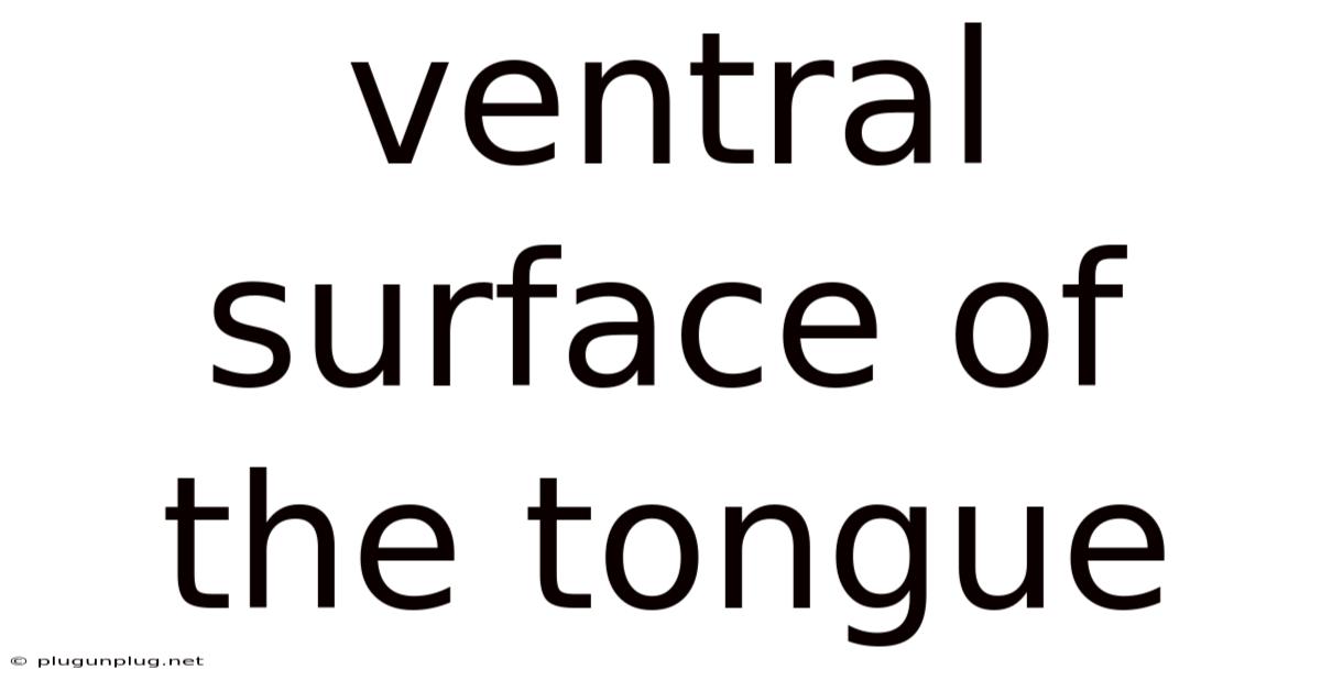 Ventral Surface Of The Tongue