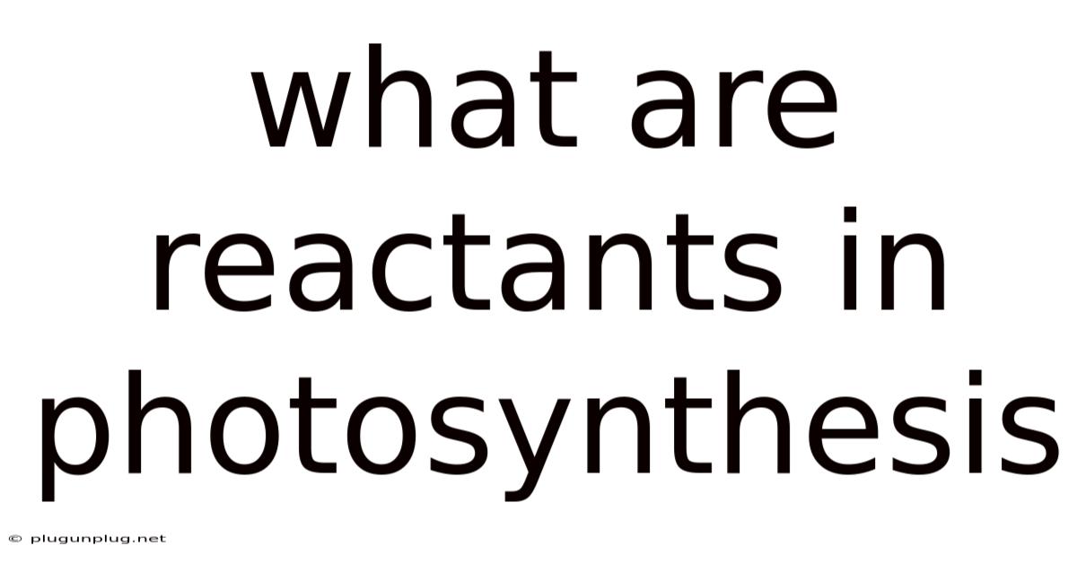 What Are Reactants In Photosynthesis