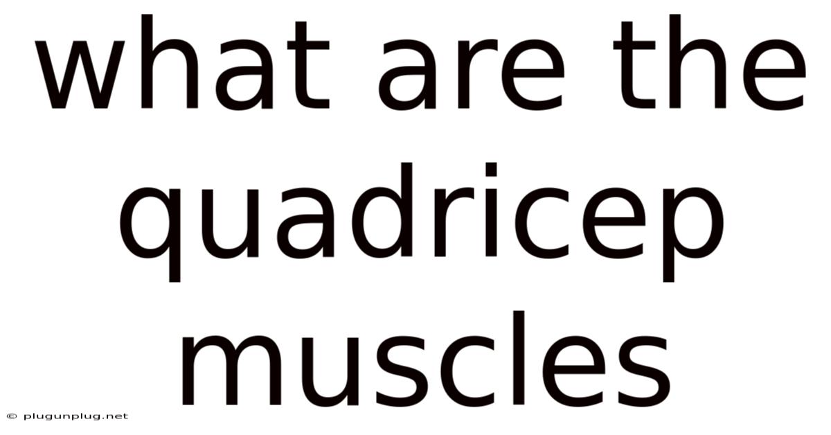 What Are The Quadricep Muscles
