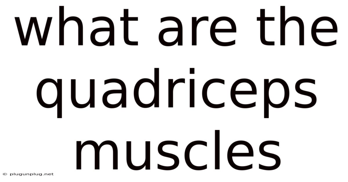 What Are The Quadriceps Muscles