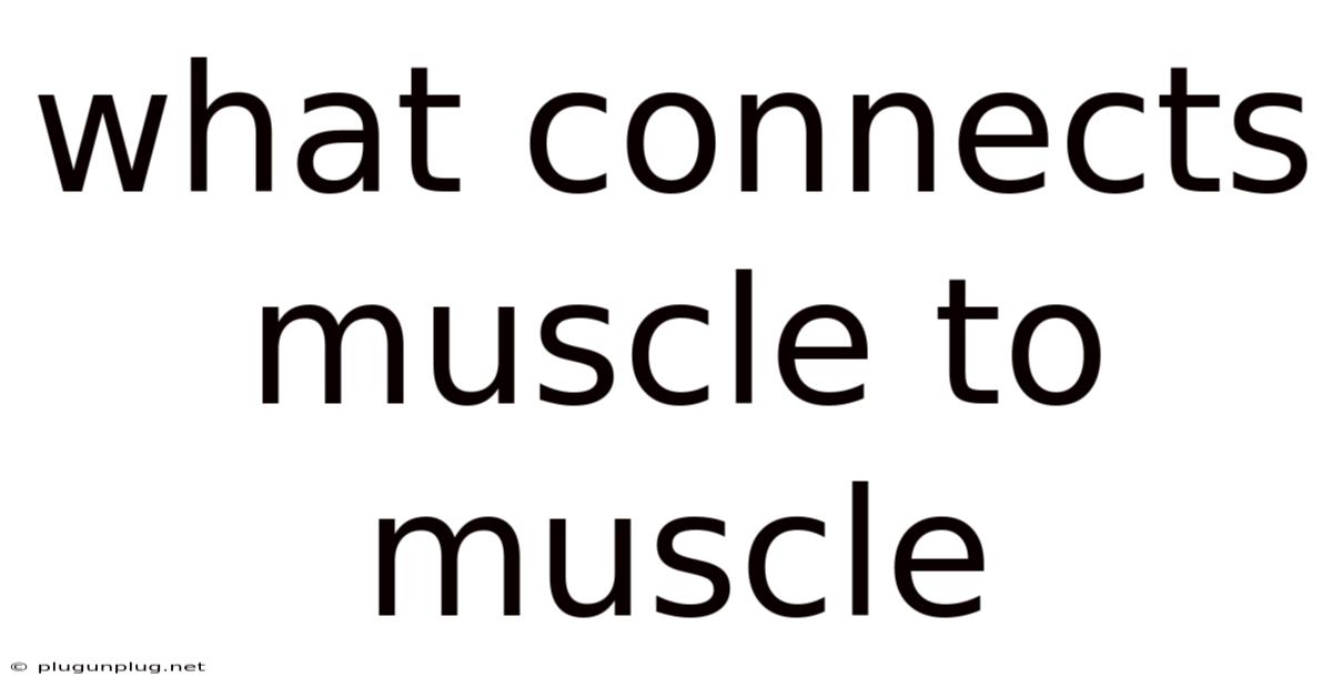 What Connects Muscle To Muscle