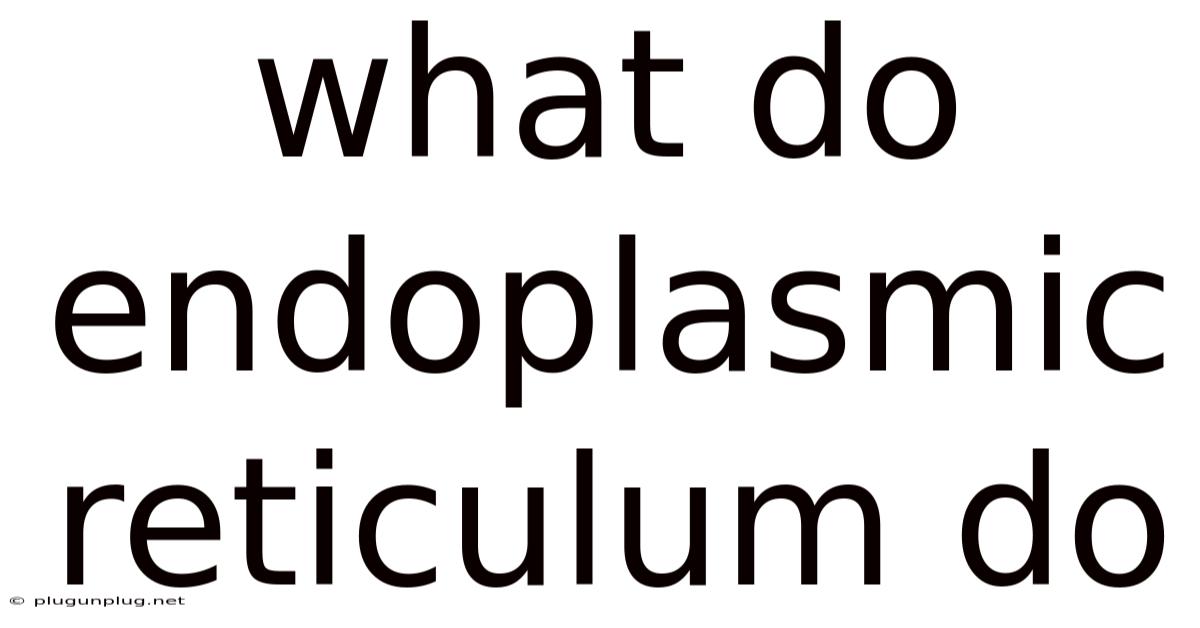 What Do Endoplasmic Reticulum Do
