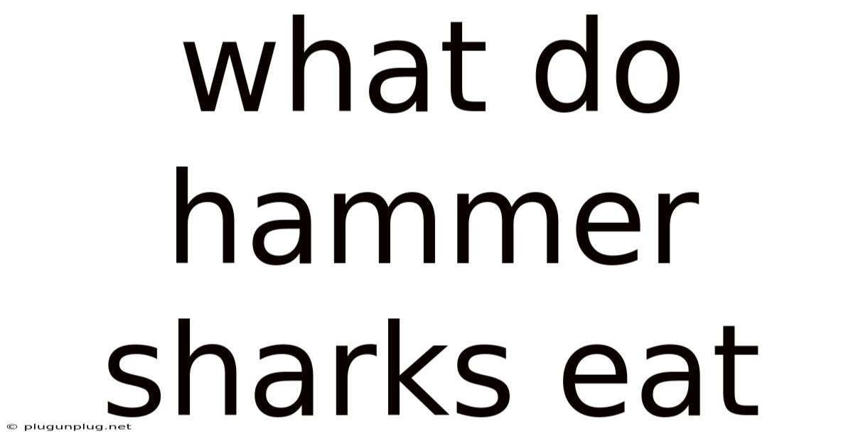 What Do Hammer Sharks Eat