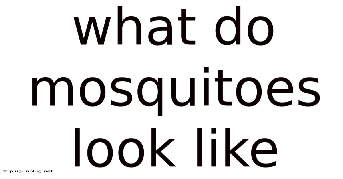 What Do Mosquitoes Look Like