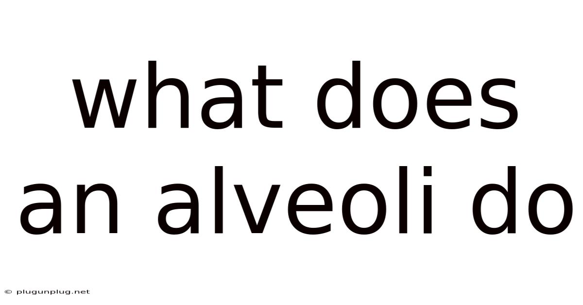 What Does An Alveoli Do