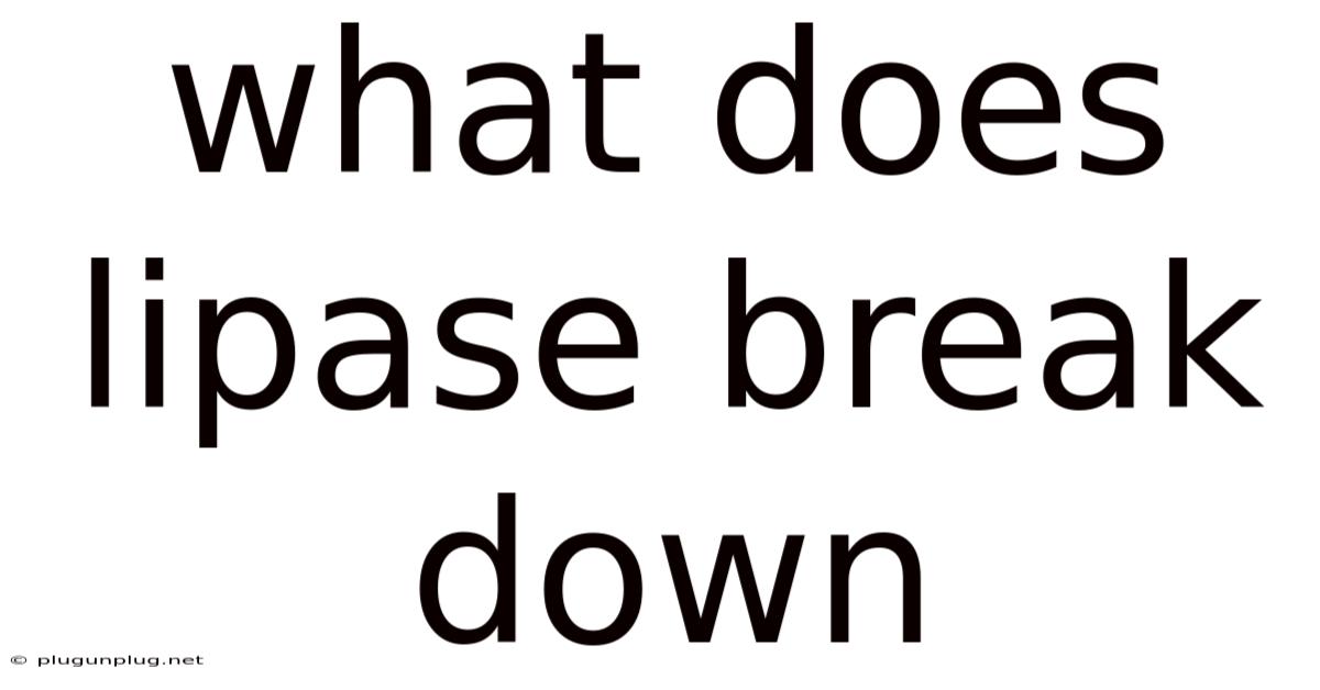 What Does Lipase Break Down