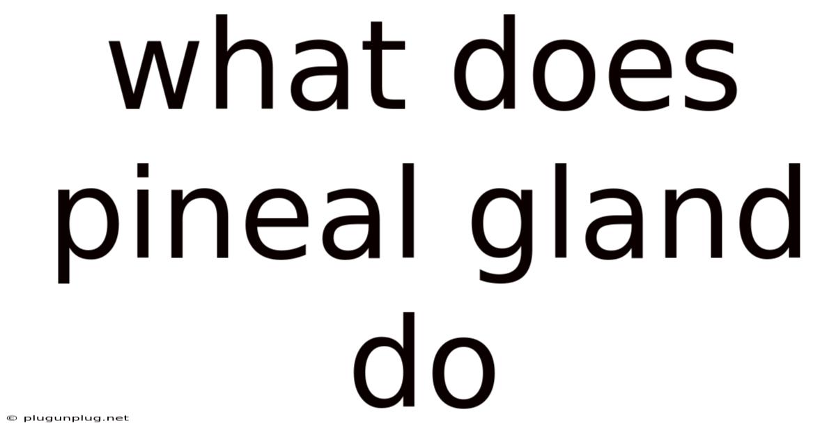 What Does Pineal Gland Do