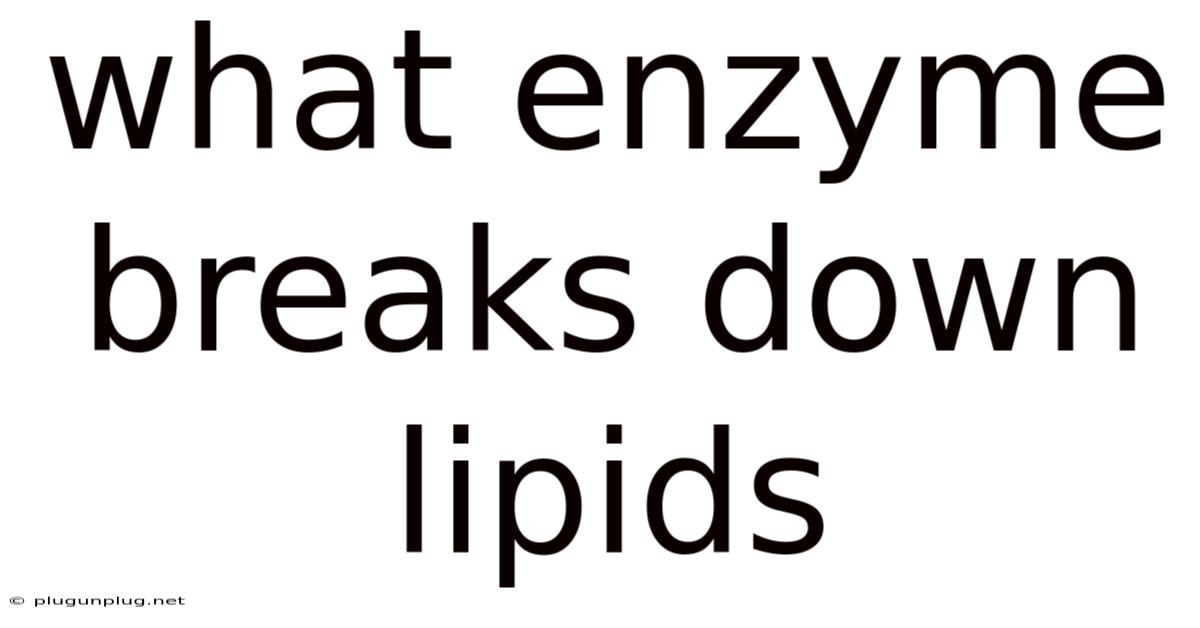 What Enzyme Breaks Down Lipids