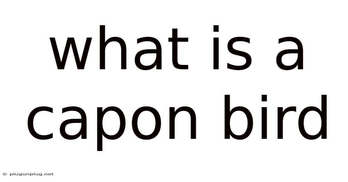 What Is A Capon Bird
