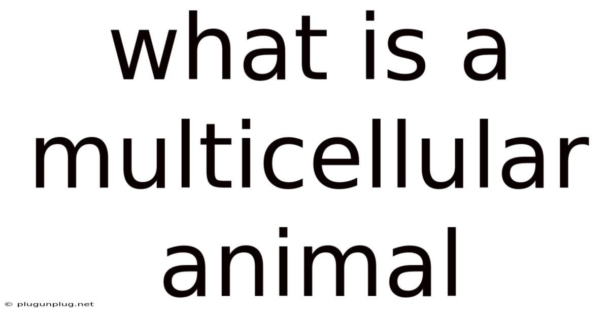 What Is A Multicellular Animal