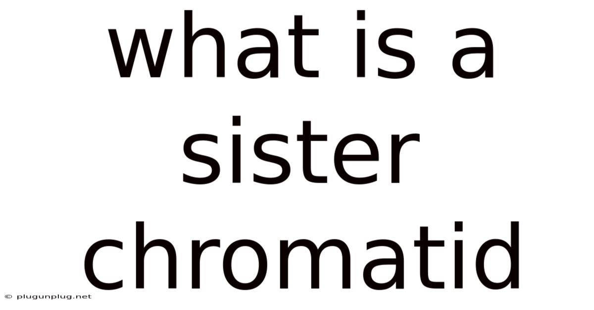 What Is A Sister Chromatid