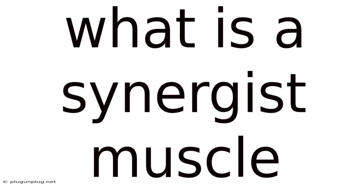 What Is A Synergist Muscle
