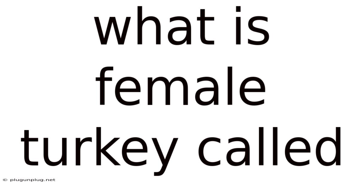 What Is Female Turkey Called