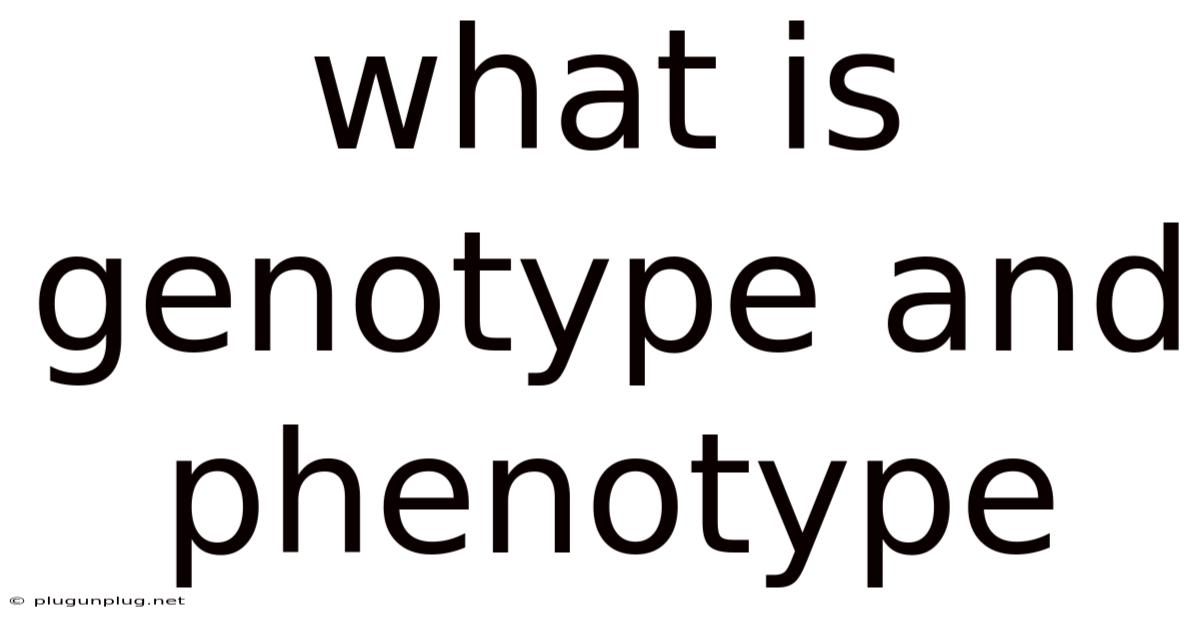 What Is Genotype And Phenotype