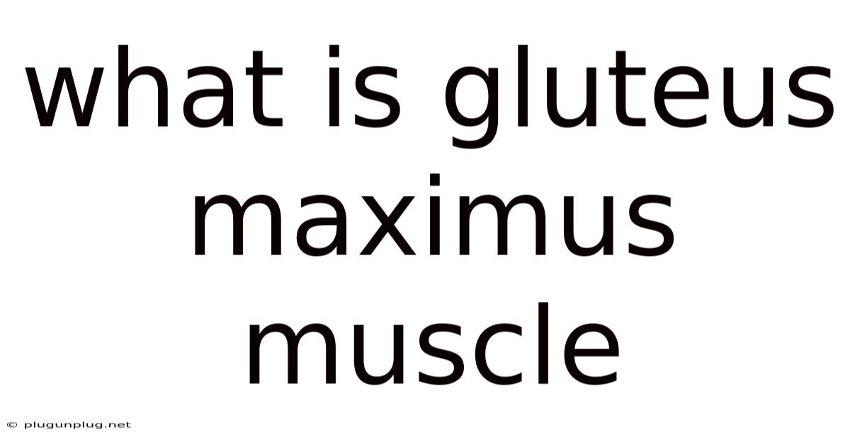 What Is Gluteus Maximus Muscle