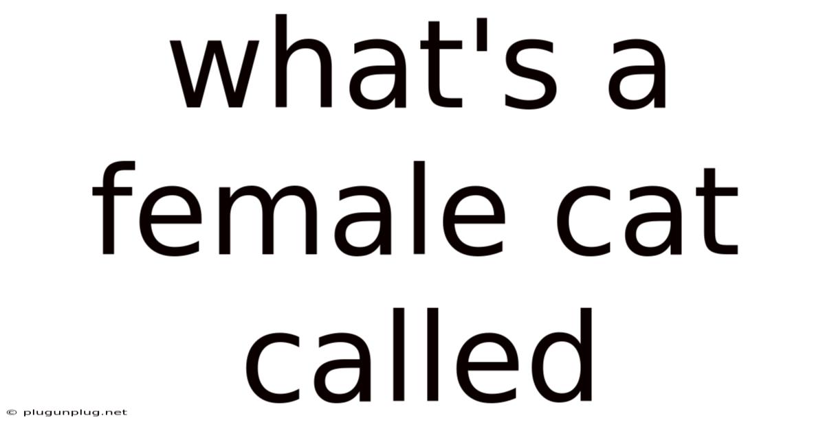 What's A Female Cat Called