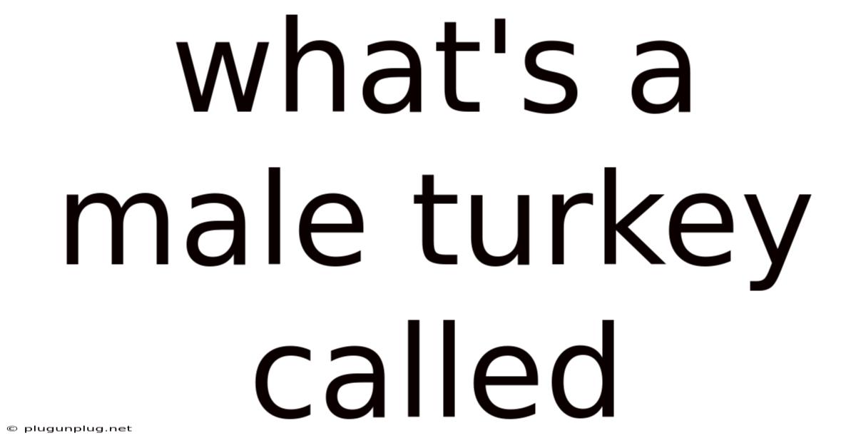 What's A Male Turkey Called