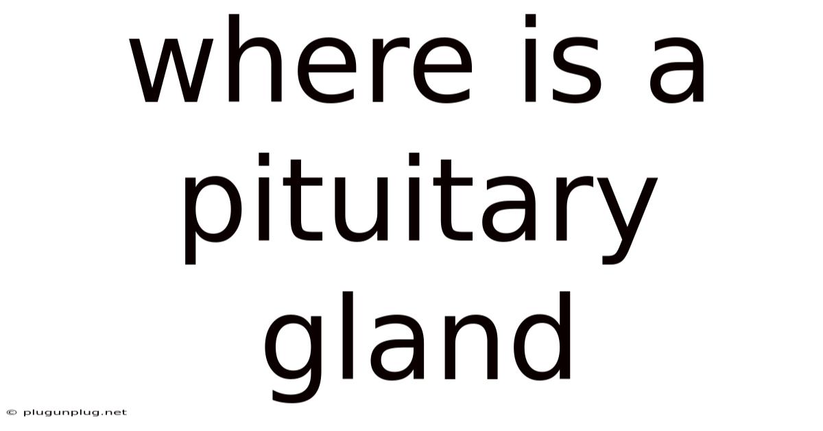 Where Is A Pituitary Gland