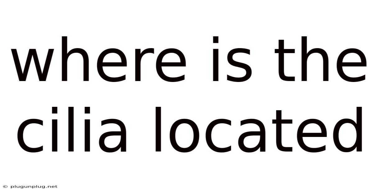Where Is The Cilia Located