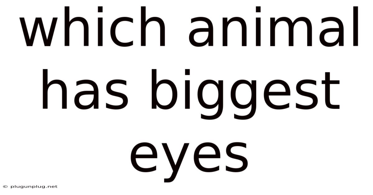 Which Animal Has Biggest Eyes