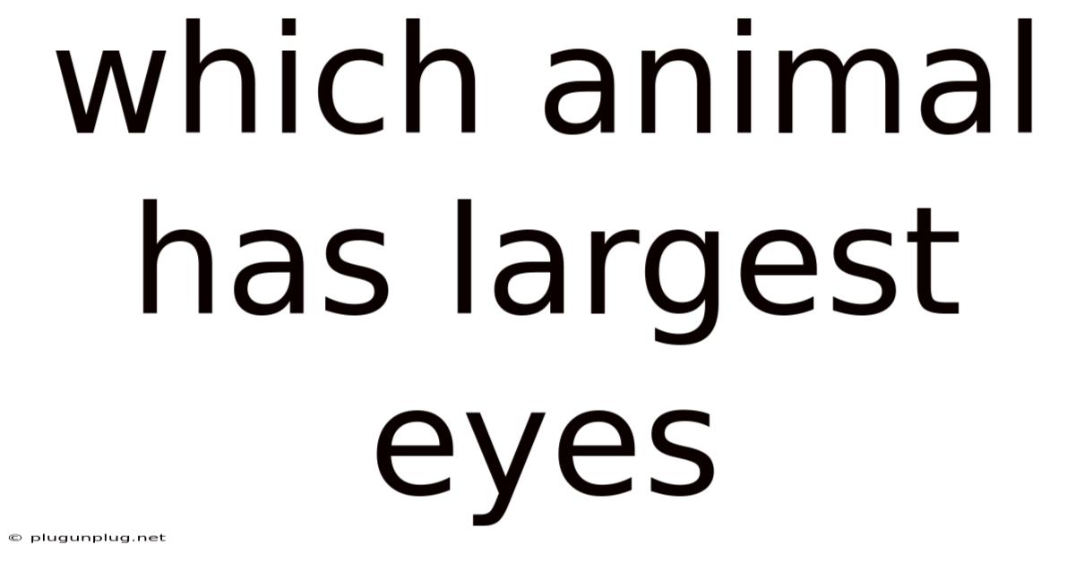 Which Animal Has Largest Eyes