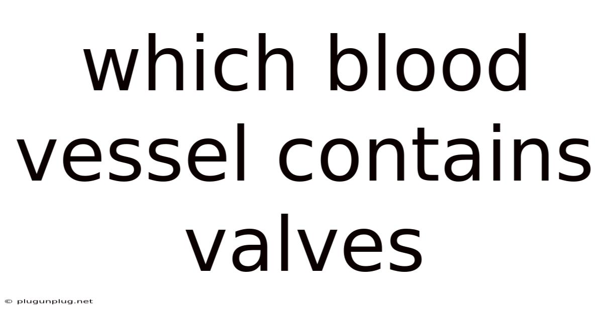 Which Blood Vessel Contains Valves