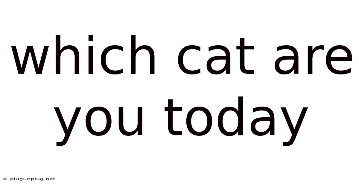 Which Cat Are You Today