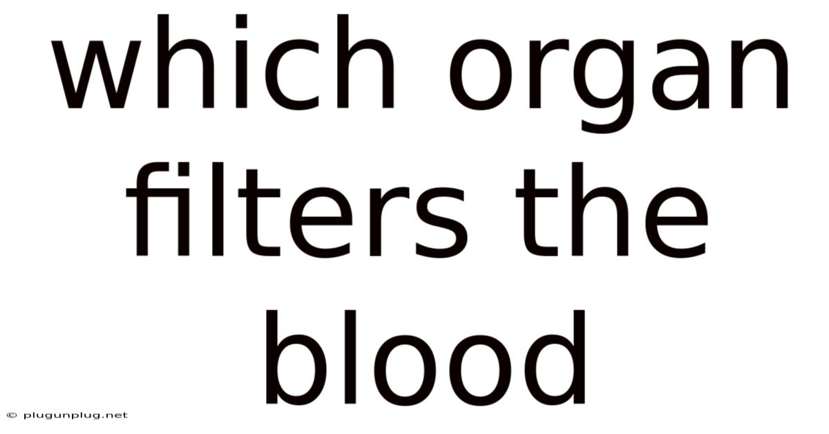 Which Organ Filters The Blood