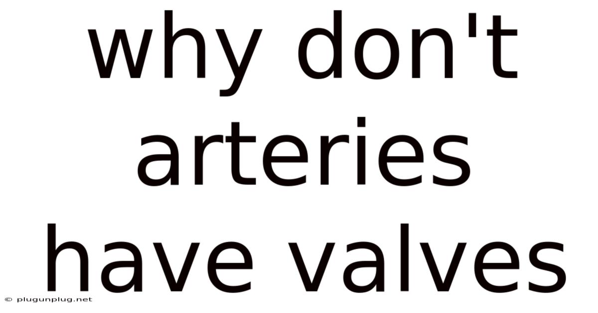Why Don't Arteries Have Valves