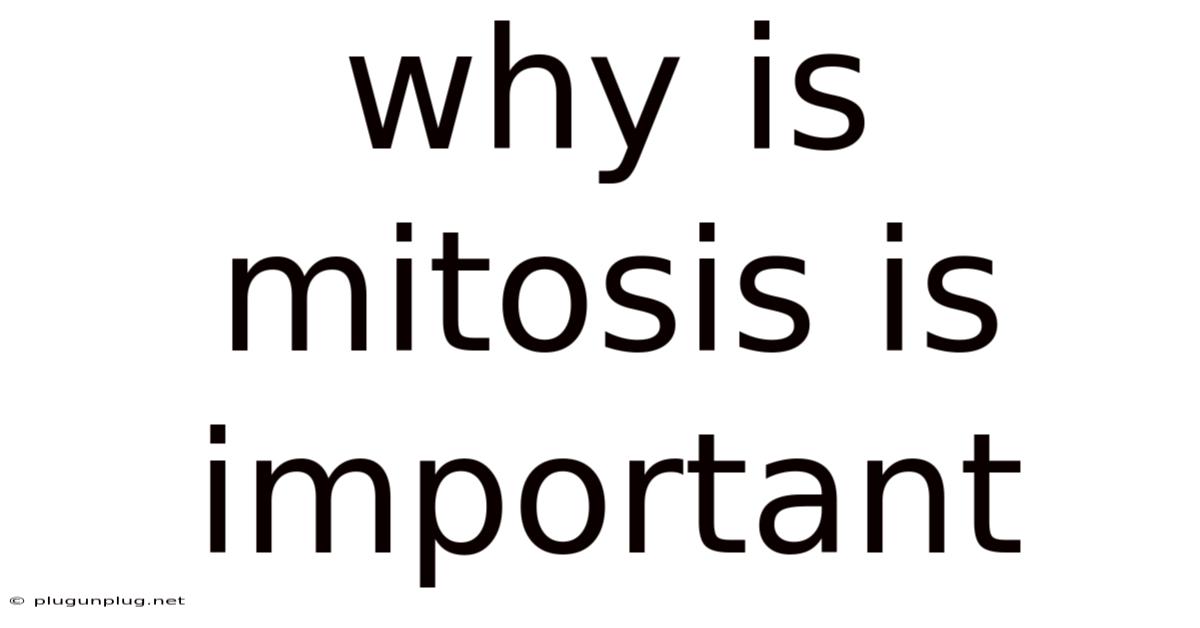 Why Is Mitosis Is Important