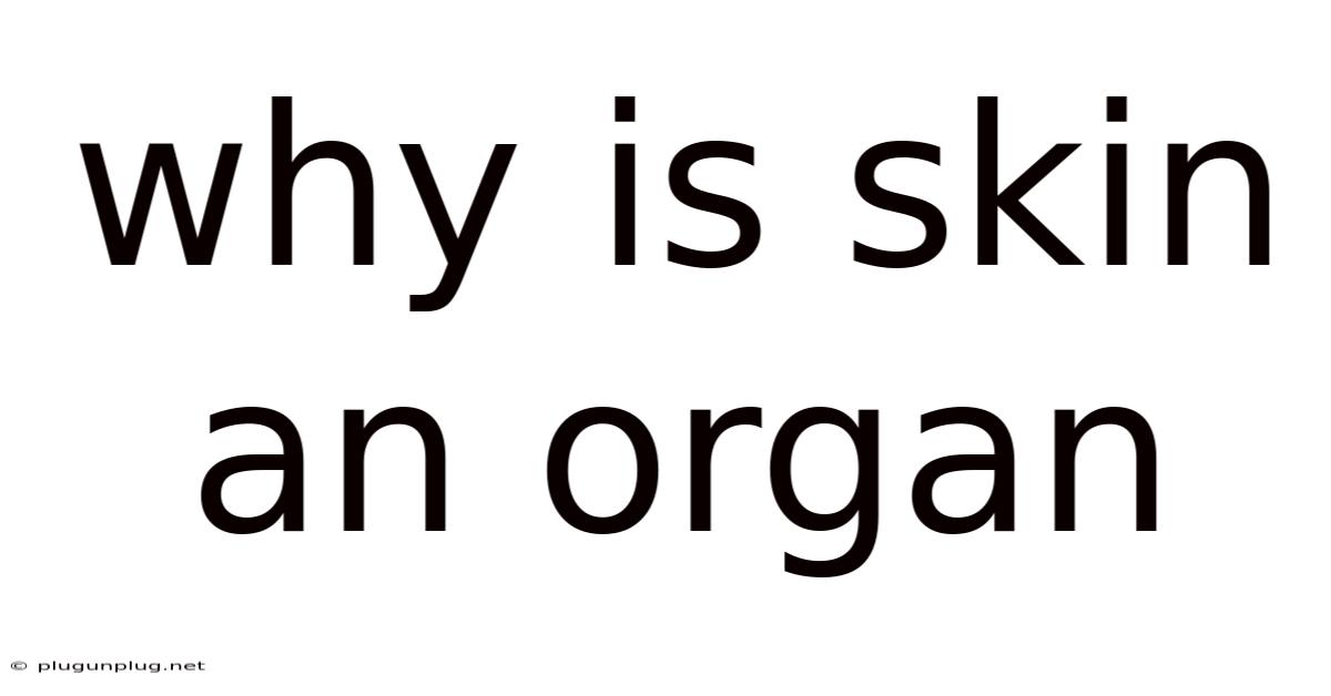Why Is Skin An Organ